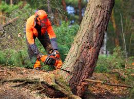 Tree and Shrub Care in Homewood, IL